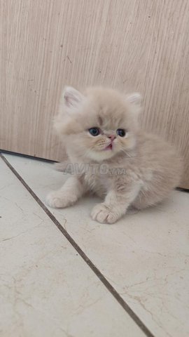 chaton persan mâle 