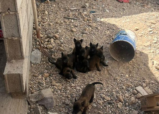 Alf جوج كلب  بي 3400