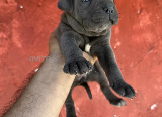 Cane corso