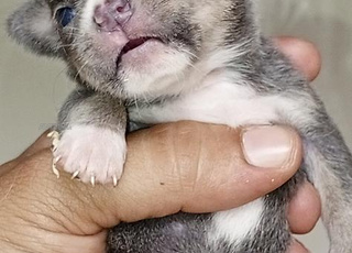 CHIHUAHUA TOY CHIWAWA