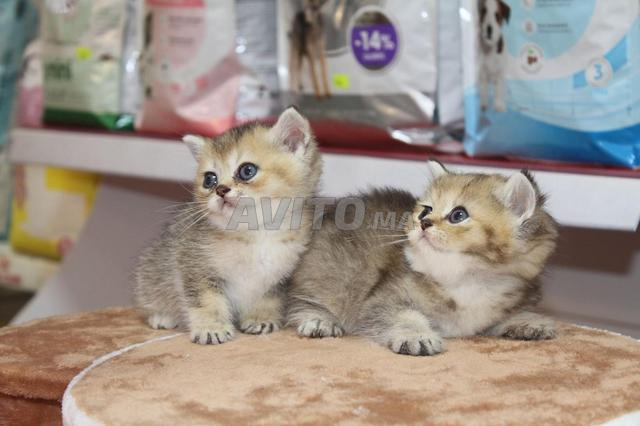des chatons scottish straight golden et silver  - 2