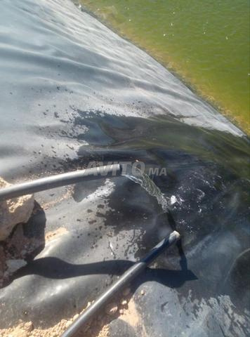 ferme de 5h de plants d ouliviers