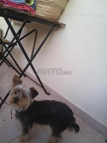 Yorkshire femelle 10 mois à vendre 