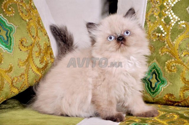 chat persan 