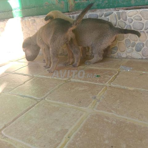 عيسى زكروم في سوق الاربعاء الغرب زنقة 23