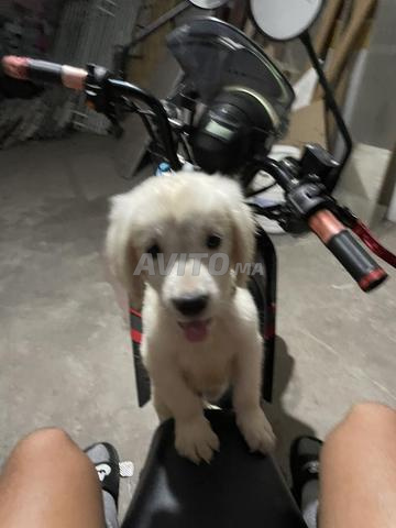 chien golden retriver