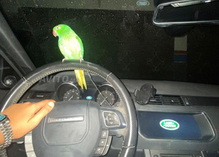 perruche à collier bien dressé 