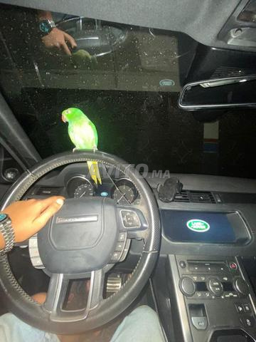 perruche à collier bien dressé 