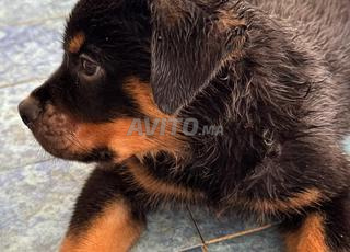 🔥 Rottweiler Prestige  Lignée  Champions