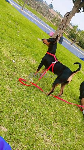 binchar kliba zwina blkarni dyalha