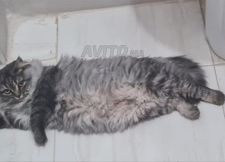 chat Siberian à vendre 