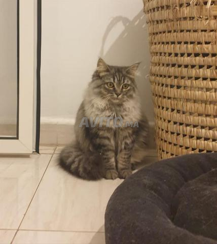 chat Siberian à vendre  - 2