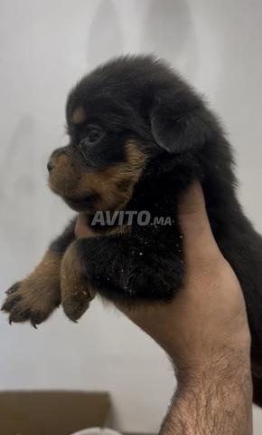 magnifique chiot Rottweiler pedigree  - 2