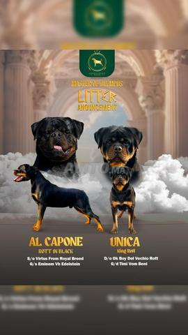 magnifique chiot Rottweiler pedigree 
