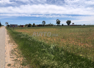 مزورفة تيفلت