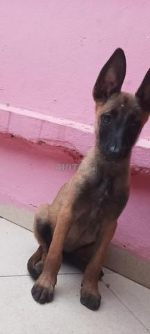 manilois charbone femelle 2 mois - 2