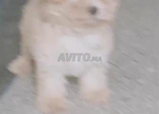 بيع كلب صغير 