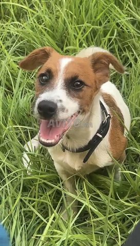 Chien JACK RUSSELL
