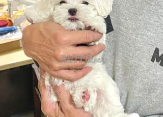 olga femelle disponible 