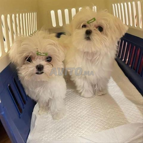 mâle femelle disponible en très bonne santé 