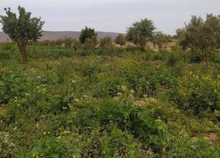 Terrain agricole a vendre