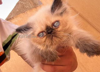 chat persan 3endo 2 mois