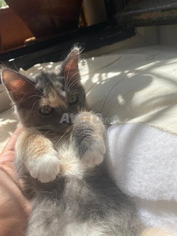 race européenne d'âge de 3mois 