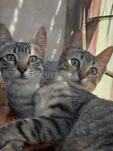 Donne chatons de 6 mois 1 mâle et 1 femelle