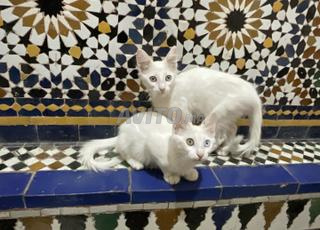 deux chatons 500 dhs