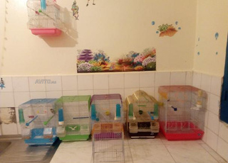 Cages des oiseaux