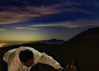 Chien, berger allemand