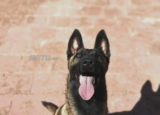 Malinois charbonne 