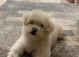 Bichon Maltais (3 Mois) avec Carnet de Vaccin