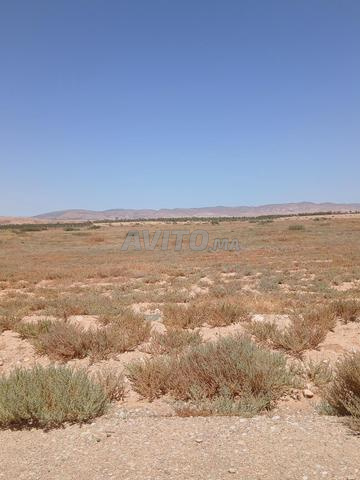 Terrain agricole 2ha titre el aioun  - 2