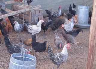 خنيفرة اكلموس