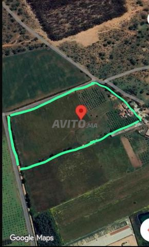 ارض فلاحية سيدي يحي/terrain agricole sidi yahya