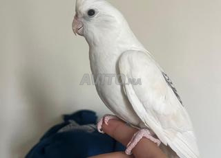 آنثى كوكتيل مدريسيا للبيع