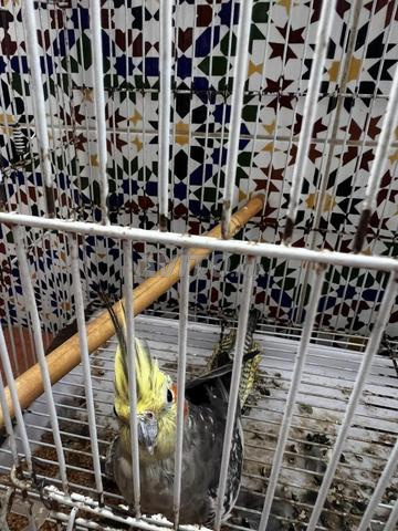 zwija dyal lkalopcette - 2