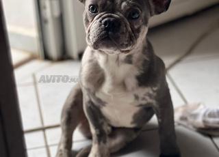 Chien bulldog french 