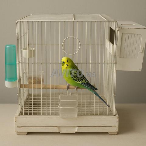 cage à oiseaux 