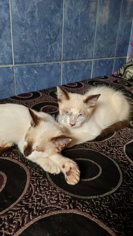 chat siamo