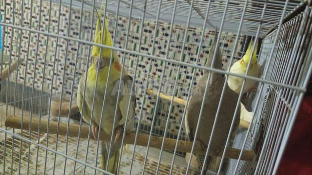 couple calopsette à vendre - 2