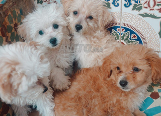 كلاب من نوع كانيش . شهر ونصف