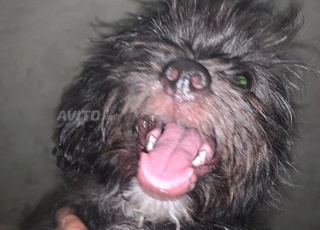 CANICHE BICHON MALTAIS كانيش