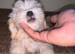 Caniche bichon maltais  كانيش بيشون مالطي  