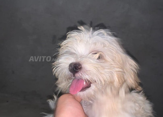 caniche bichon maltais كانيش بيشون مالطي 