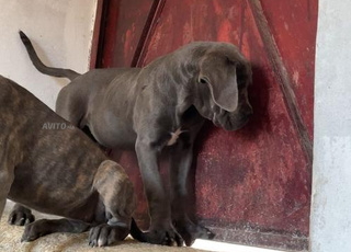 cane corso chiots 3mois