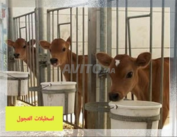 Projet d'élevage de vaches et d'engraissement de veaux