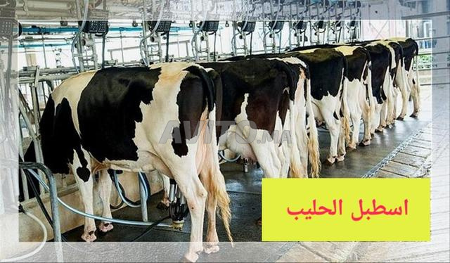 Projet d'élevage de vaches et d'engraissement de veaux