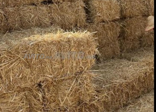 تبن فرينة مليحة الاولى